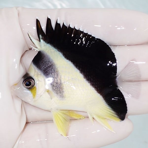 【現物1】バーゲスバタフライ 6.3cm±! 海水魚 チョウチョウウオ 15時ま...