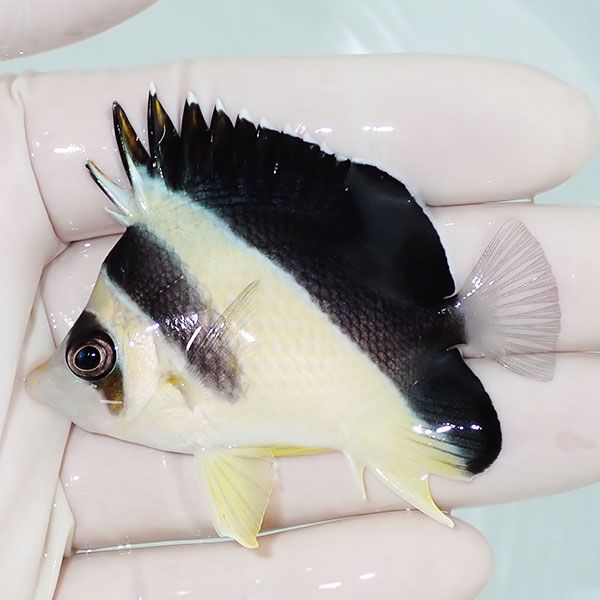 【現物2】バーゲスバタフライ 6.3cm±! 海水魚 チョウチョウウオ 15時ま...