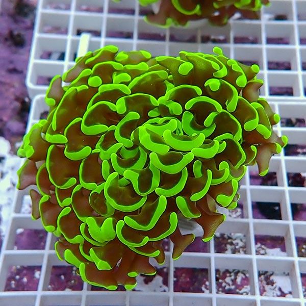 【サンゴ現物1】ナガレハナサンゴ!15時までのご注文で当日発送 【サンゴ...