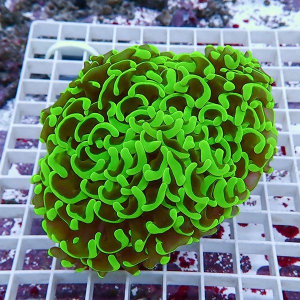 【サンゴ現物4】ナガレハナサンゴ!15時までのご注文で当日発送 【サンゴ...