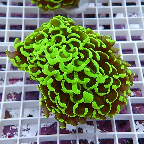 【サンゴ現物5】ナガレハナサンゴ!15時までのご注文で当日発送 【サンゴ...