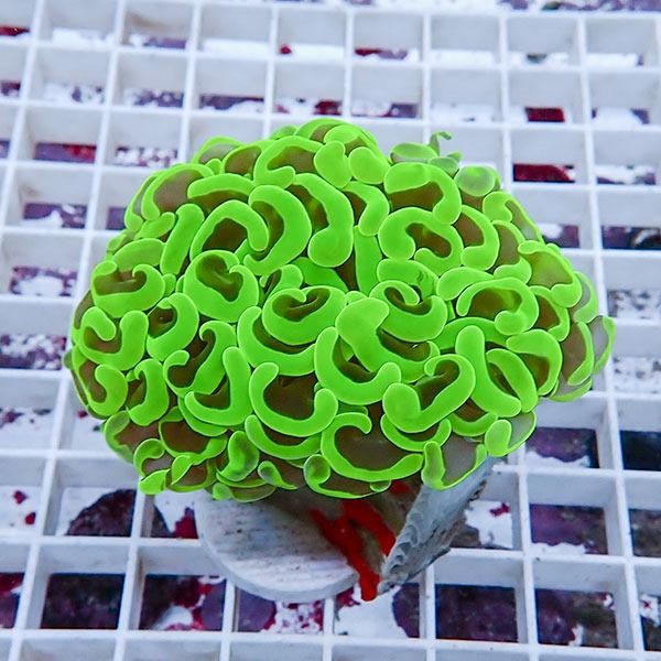 【サンゴ現物8】ナガレハナサンゴ!15時までのご注文で当日発送 【サンゴ...