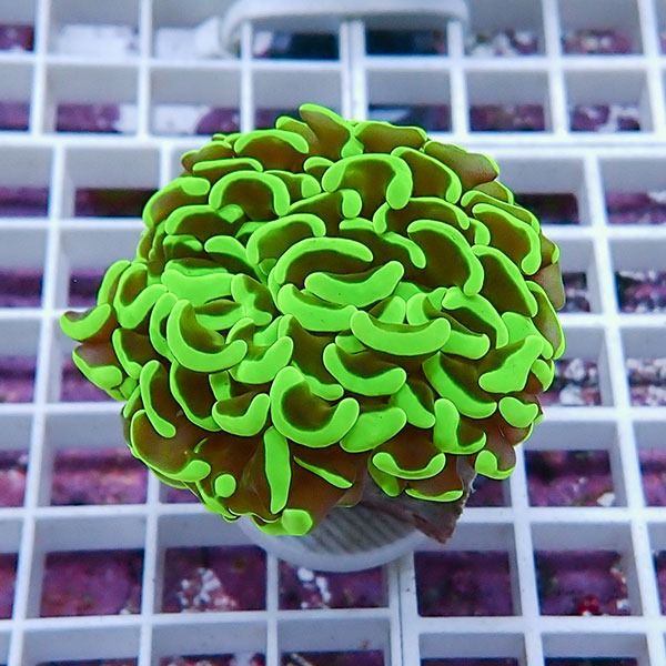 【サンゴ現物9】ナガレハナサンゴ!15時までのご注文で当日発送 【サンゴ...