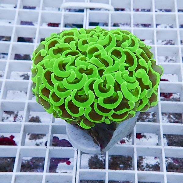 【サンゴ現物12】ナガレハナサンゴ!15時までのご注文で当日発送 【サン...