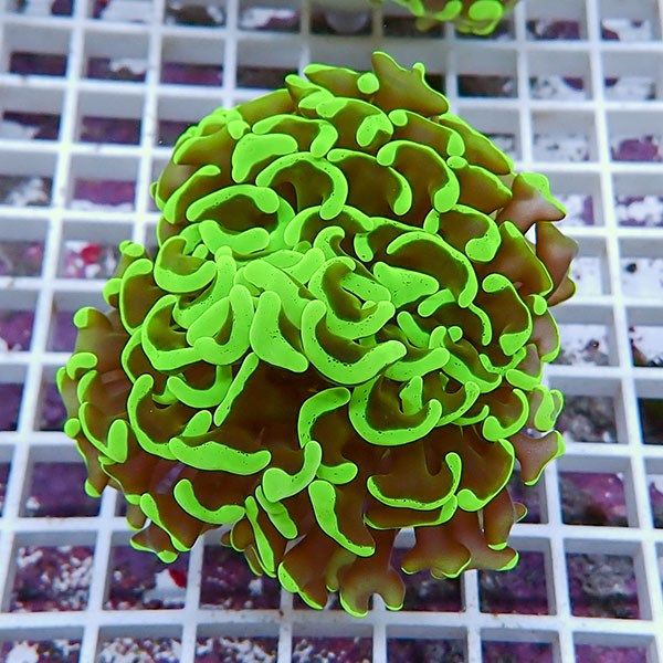 【サンゴ現物14】ナガレハナサンゴ!15時までのご注文で当日発送 【サン...