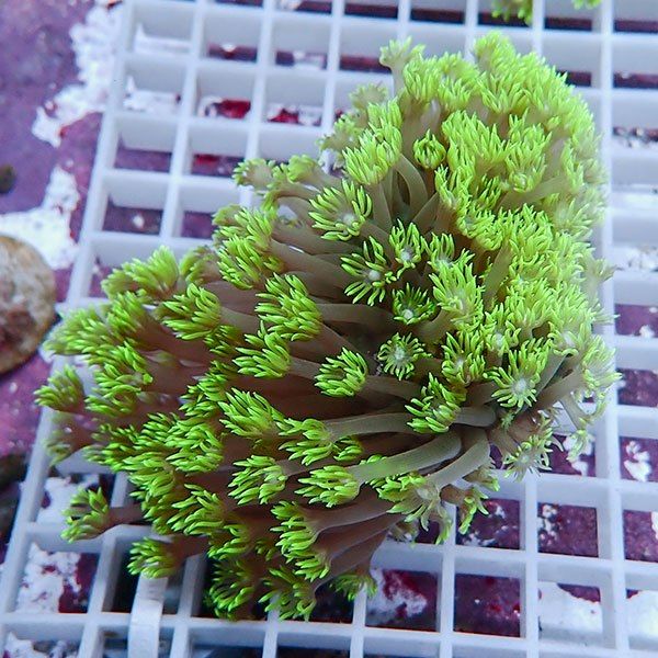 【サンゴ現物1】ハナガササンゴ!15時までのご注文で当日発送【サンゴ】(...