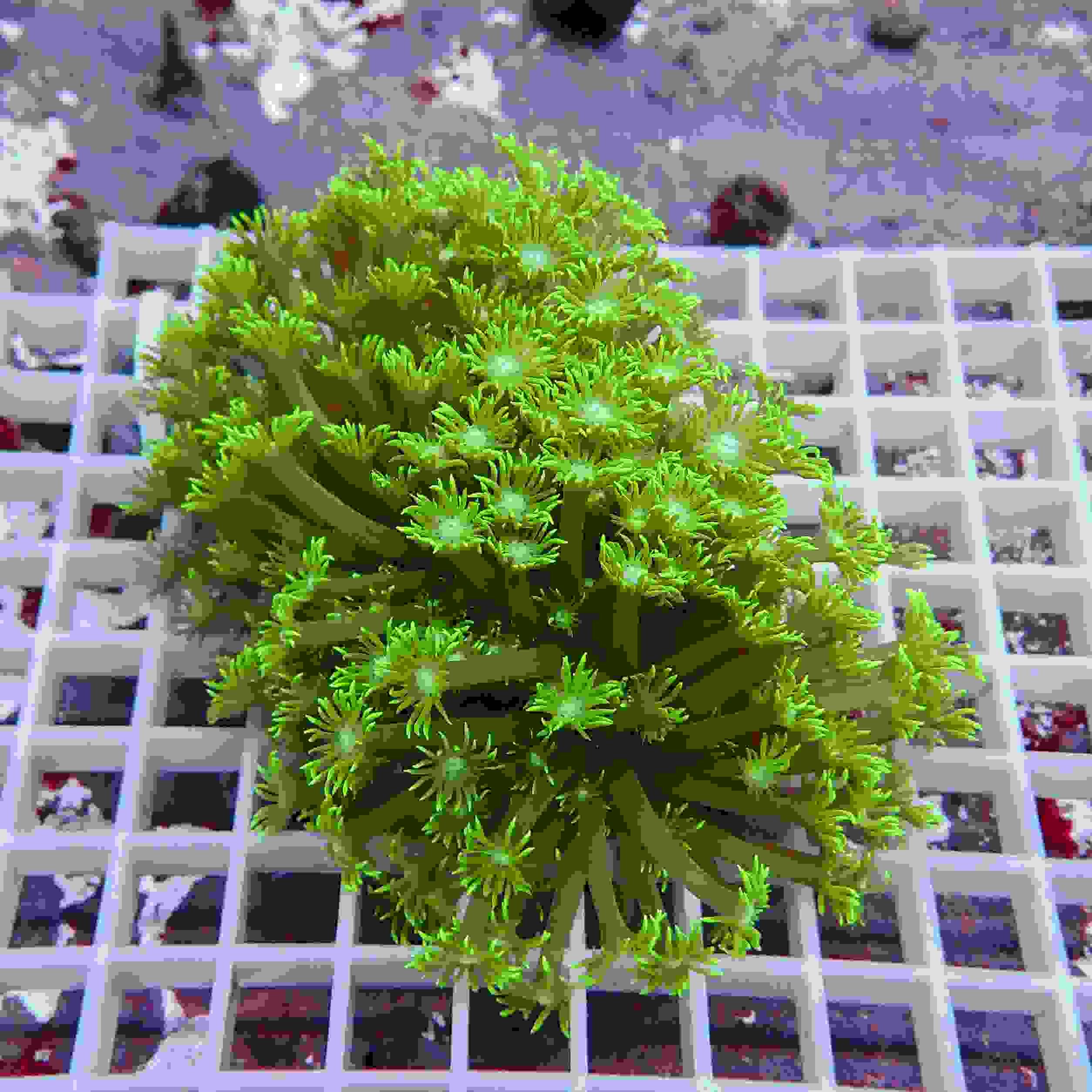 【サンゴ現物2】ハナガササンゴ!15時までのご注文で当日発送【サンゴ】(...