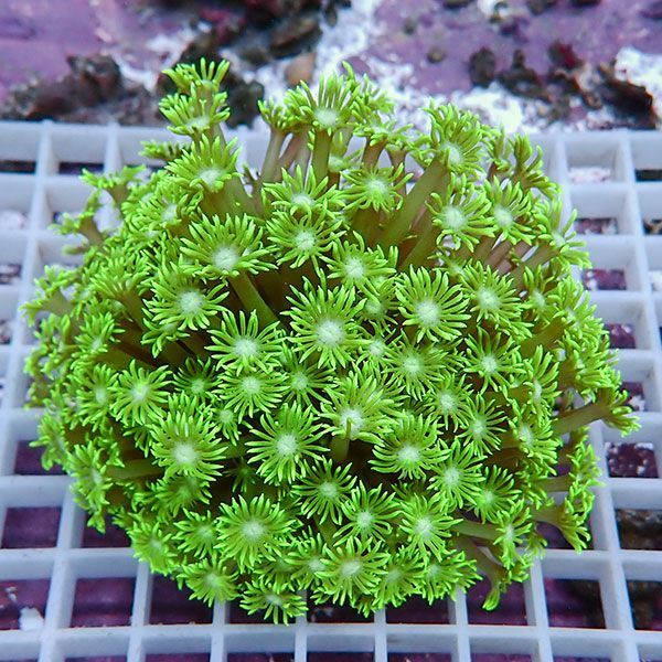 【サンゴ現物4】ハナガササンゴ!15時までのご注文で当日発送【サンゴ】(...