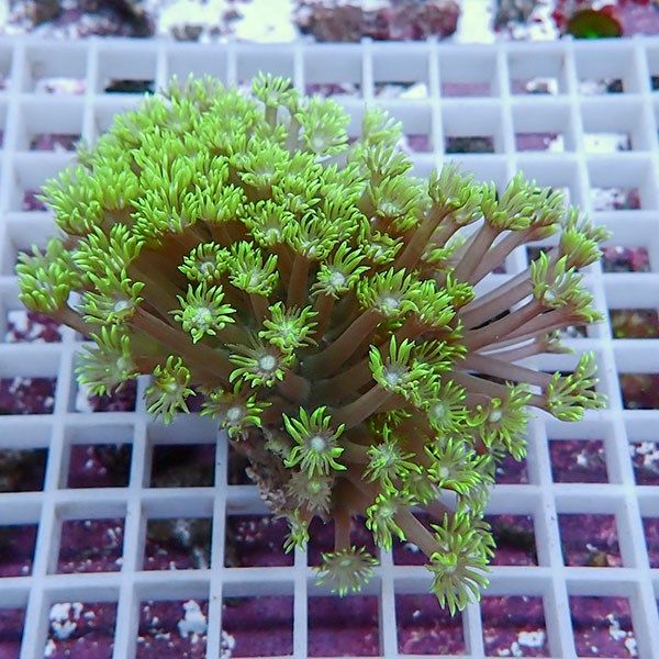 【サンゴ現物6】ハナガササンゴ!15時までのご注文で当日発送【サンゴ】(...