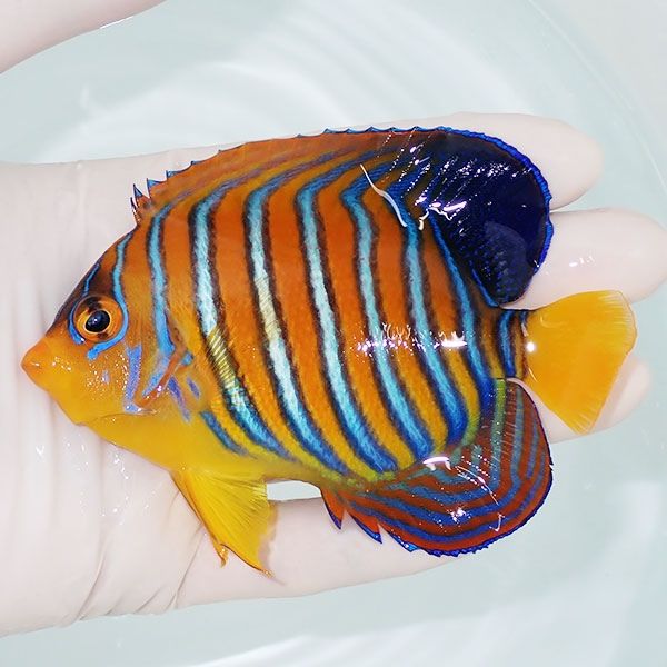 【現物6】モルディブ産 インドニシキヤッコ 10.5cm±! 海水魚 ヤッコ 15...