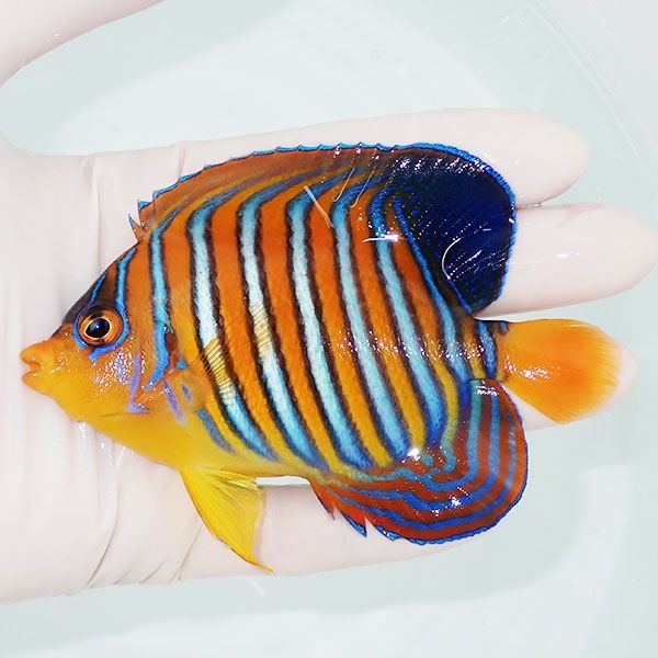 【現物7】モルディブ産 インドニシキヤッコ 10.5cm±! 海水魚 ヤッコ 15...