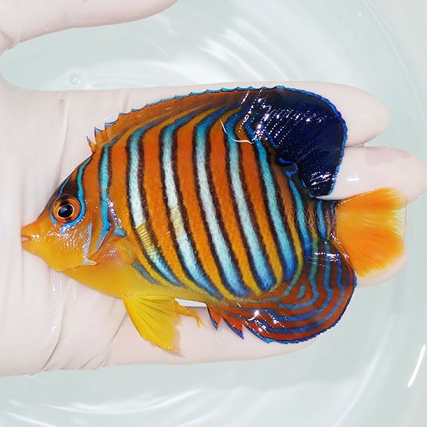 【現物8】モルディブ産 インドニシキヤッコ 10.5cm±! 海水魚 ヤッコ 15...