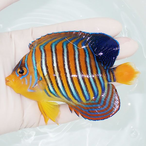 【現物9】モルディブ産 インドニシキヤッコ 10.5cm±! 海水魚 ヤッコ 15...