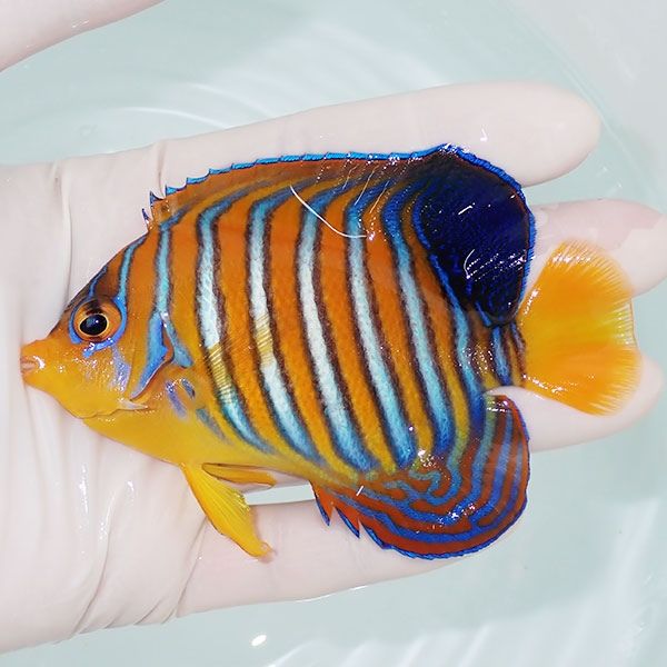 【現物10】モルディブ産 インドニシキヤッコ 10cm±! 海水魚 ヤッコ 15時...