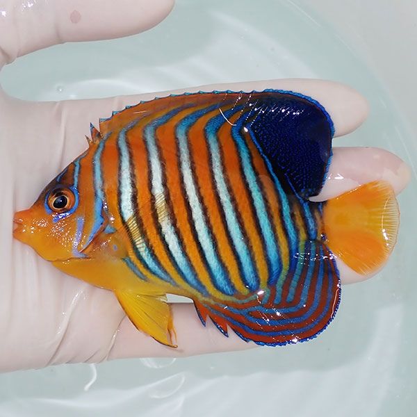 【現物11】モルディブ産 インドニシキヤッコ 11cm±! 海水魚 ヤッコ 15時...