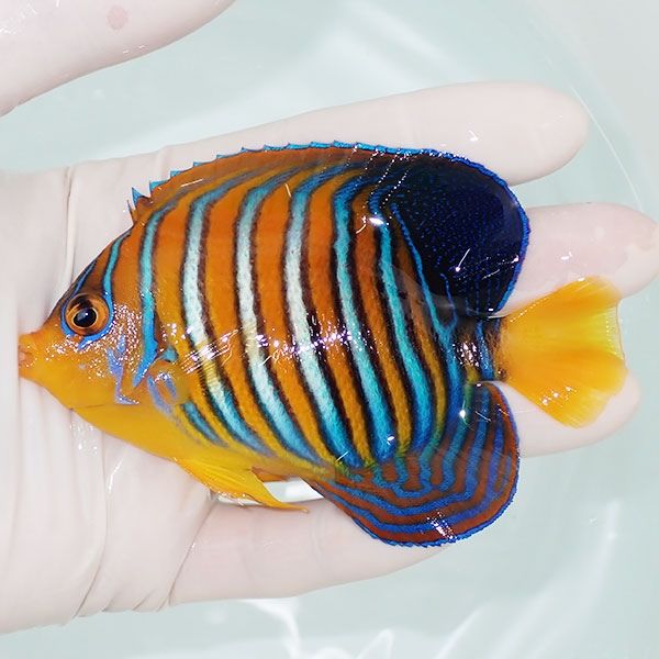 【現物12】モルディブ産 インドニシキヤッコ 10.5cm±! 海水魚 ヤッコ 15...