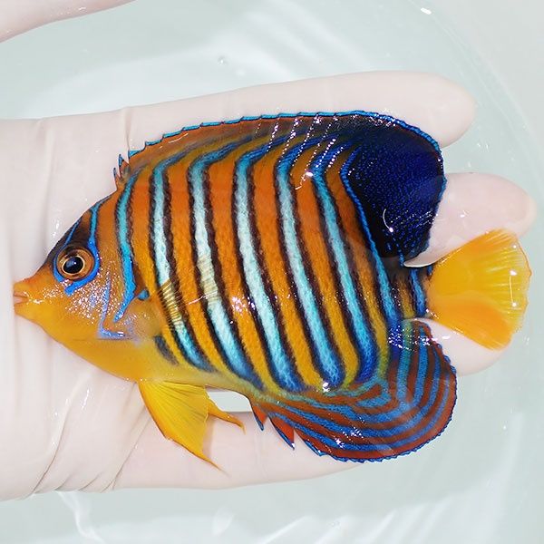 【現物13】モルディブ産 インドニシキヤッコ 10.5cm±! 海水魚 ヤッコ 15...