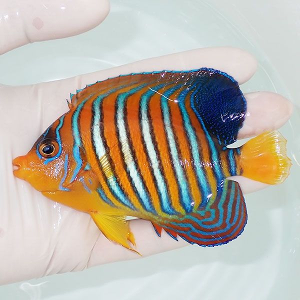 【現物14】モルディブ産インドニシキヤッコ 10.5cm±! 海水魚 ヤッコ 15...