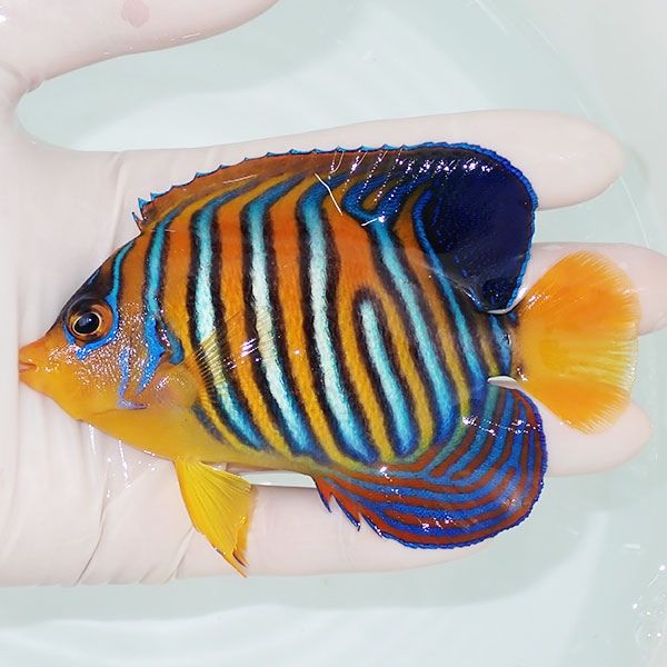 【現物15】モルディブ産インドニシキヤッコ 11cm±! 海水魚 ヤッコ 15時...