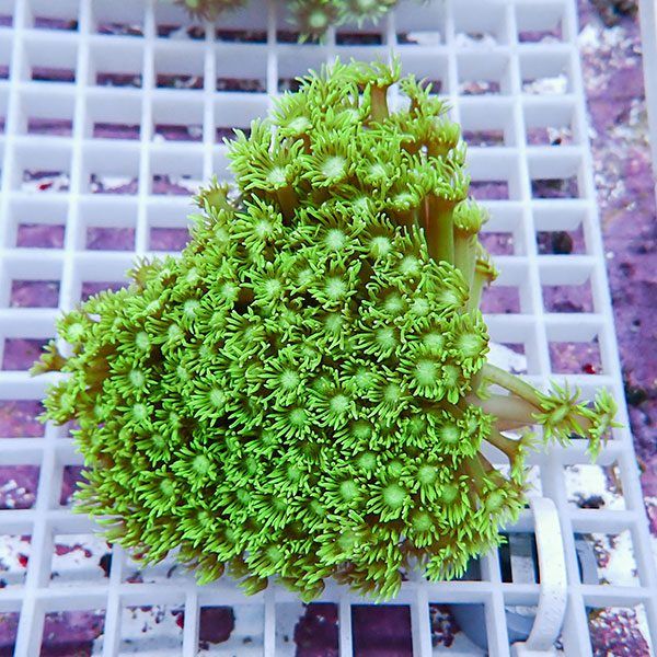 【サンゴ現物7】ハナガササンゴ!15時までのご注文で当日発送【サンゴ】(...
