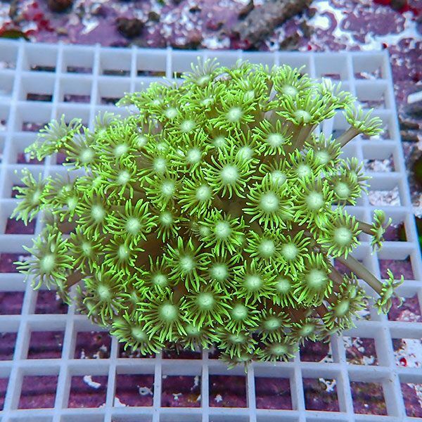 【サンゴ現物8】ハナガササンゴ!15時までのご注文で当日発送【サンゴ】(...