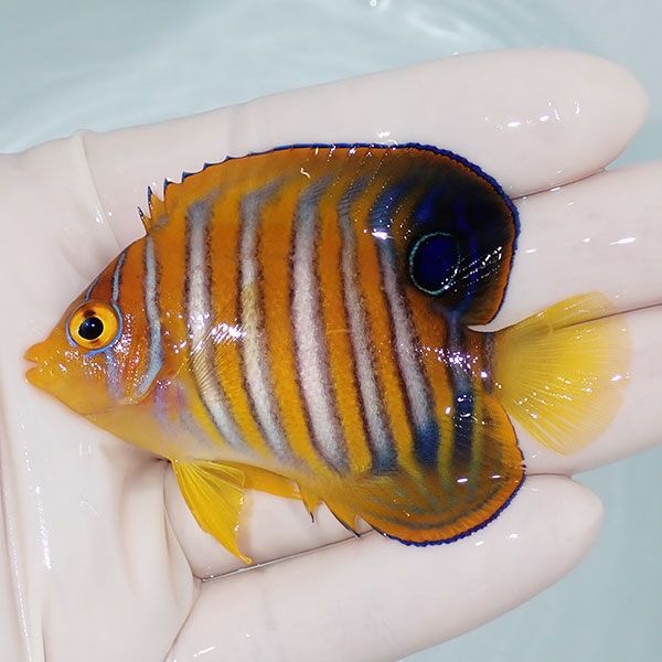 【現物2】ニシキヤッコ 7cm±!海水魚 ヤッコ15時までのご注文で当日発送(...