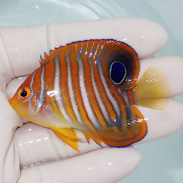 【現物3】ニシキヤッコ 6.5cm±!海水魚 ヤッコ15時までのご注文で当日発...