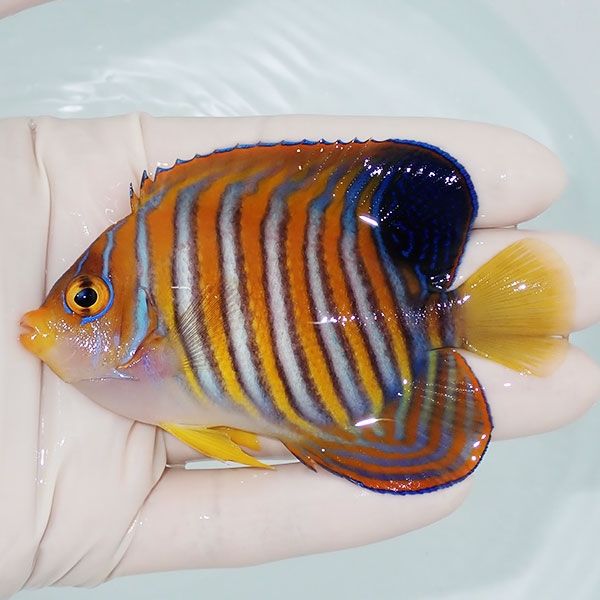 【現物4】ニシキヤッコ 8.5cm±!海水魚 ヤッコ15時までのご注文で当日発...