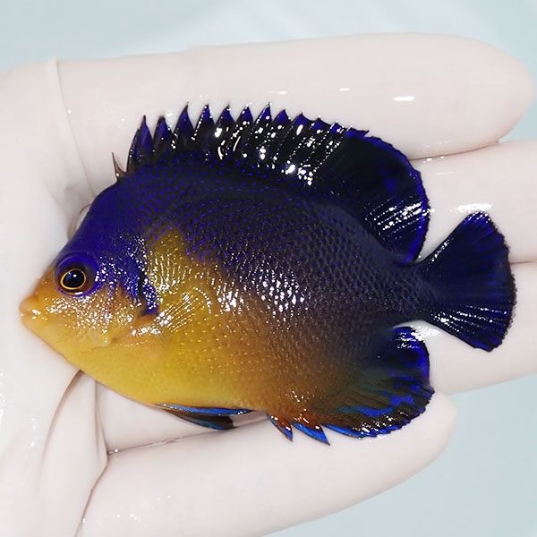 【現物2】スミレヤッコ 7cm±! 海水魚 ヤッコ 15時までのご注文で当日発...