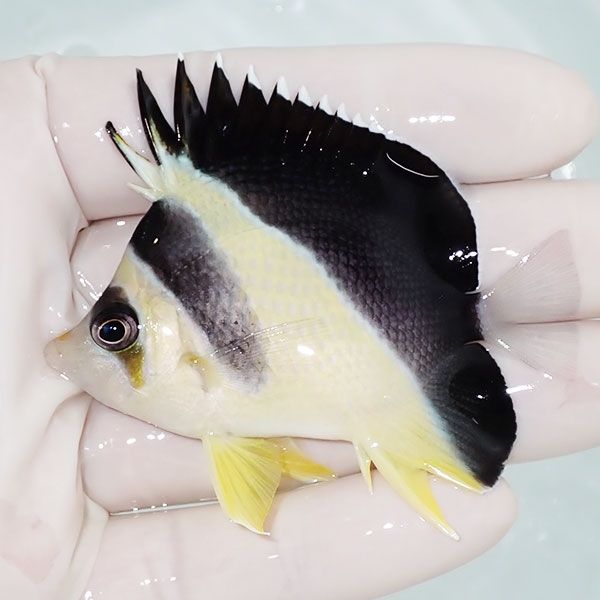 【現物4】粒エサOK バーゲスバタフライ 6.5cm±! 海水魚 チョウチョウウ...