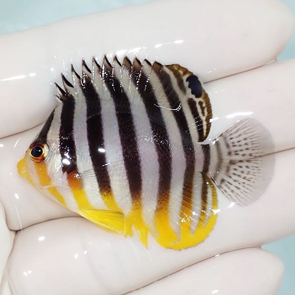 【現物21】sale シマヤッコ 5cm±! 海水魚 生体 15時までのご注文で当日...