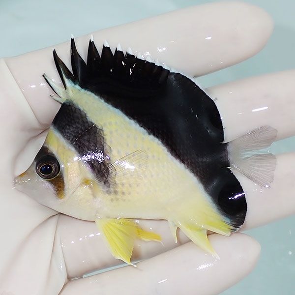 【現物6】粒エサOK バーゲスバタフライ 7cm±! 海水魚 チョウチョウウオ ...