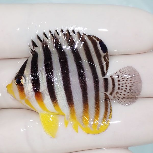 【現物22】sale シマヤッコ 4.5cm±! 海水魚 生体 15時までのご注文で当...