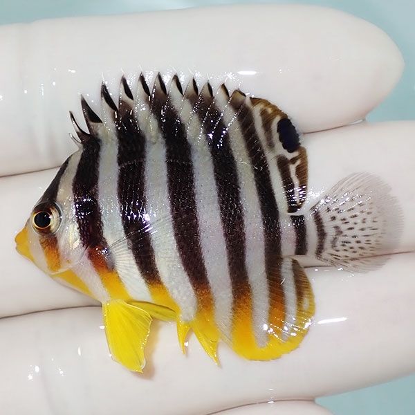 【現物23】sale シマヤッコ 4.5cm±! 海水魚 生体 15時までのご注文で当...