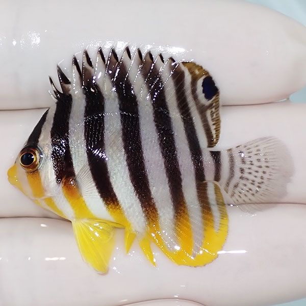 【現物24】sale シマヤッコ 4.5cm±! 海水魚 生体 15時までのご注文で当...