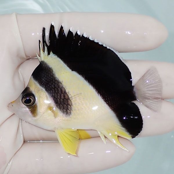 【現物7】粒エサOK バーゲスバタフライ 7cm±! 海水魚 チョウチョウウオ ...