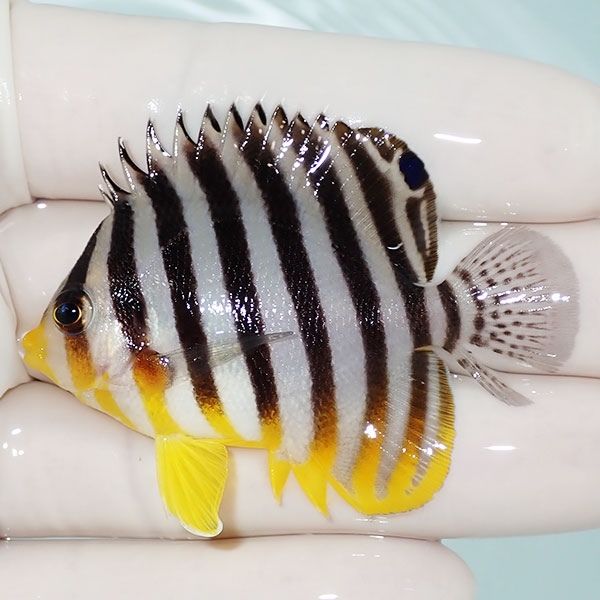 【現物25】尾鰭裂けシマヤッコ 5.5cm±! 海水魚 生体 15時までのご注文で...