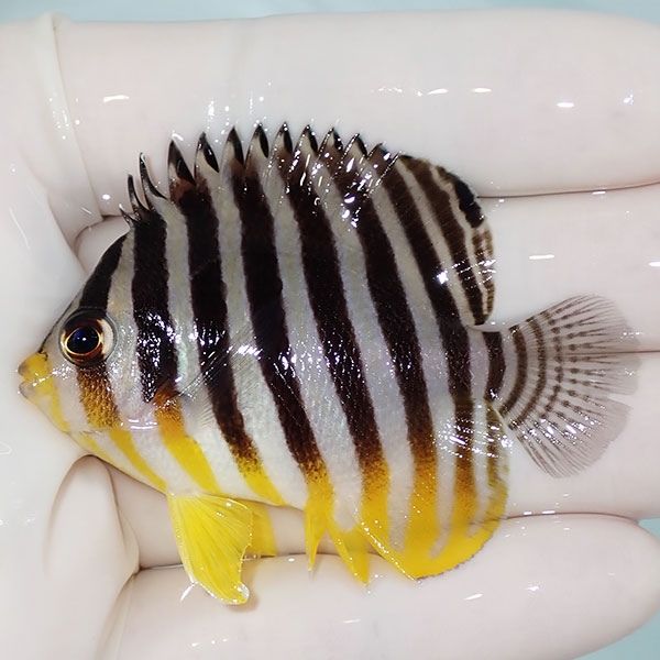 【現物26】sale シマヤッコ 6cm±! 海水魚 生体 15時までのご注文で当日...