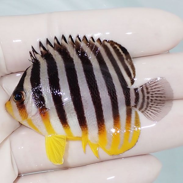 【現物28】sale シマヤッコ 6cm±! 海水魚 生体 15時までのご注文で当日...