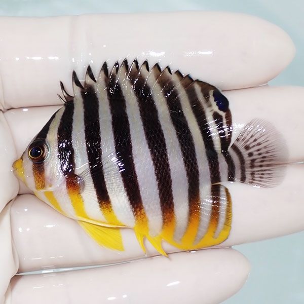 【現物29】sale シマヤッコ 6cm±! 海水魚 生体 15時までのご注文で当日...