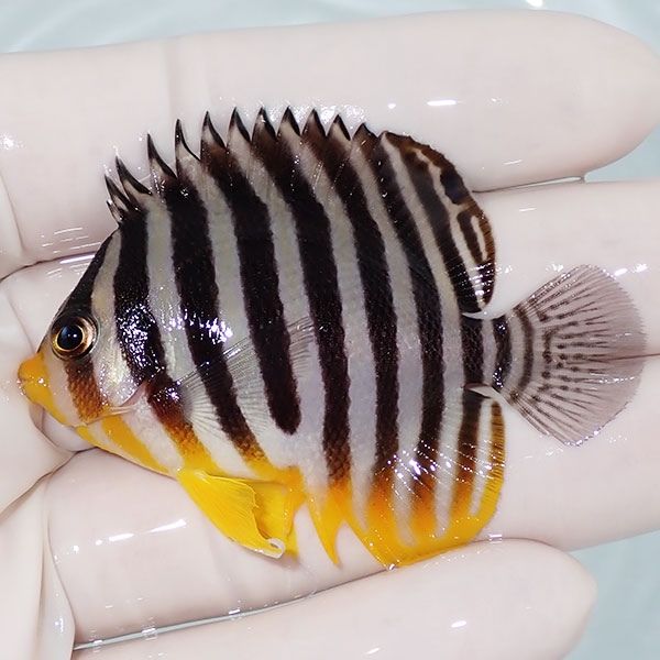 【現物30】sale シマヤッコ 6cm±! 海水魚 生体 15時までのご注文で当日...