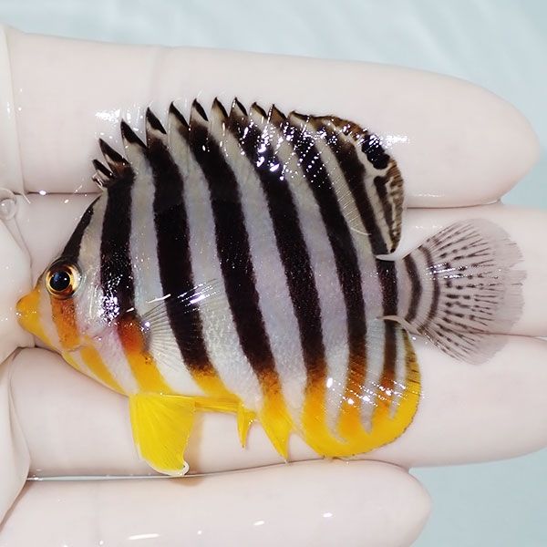 【現物31】sale シマヤッコ 6cm±! 海水魚 生体 15時までのご注文で当日...