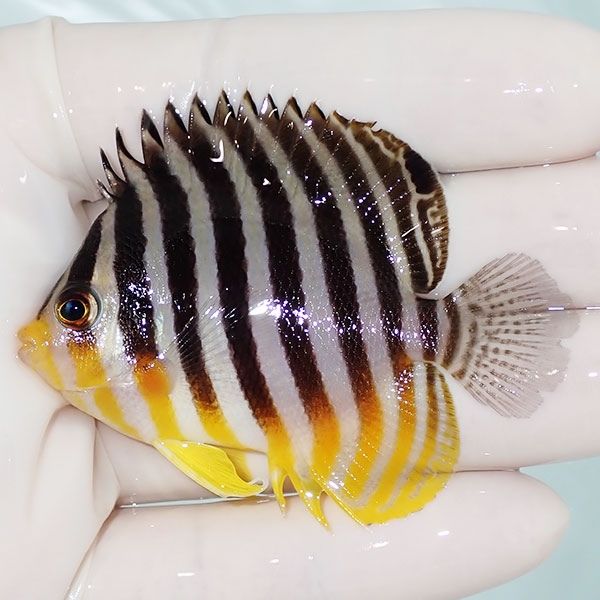 【現物32】sale シマヤッコ 6cm±! 海水魚 生体 15時までのご注文で当日...