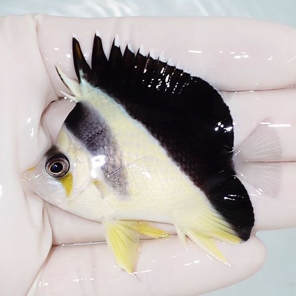 【現物1】粒エサOK バーゲスバタフライ 6.3cm±! 海水魚 チョウチョウウ...