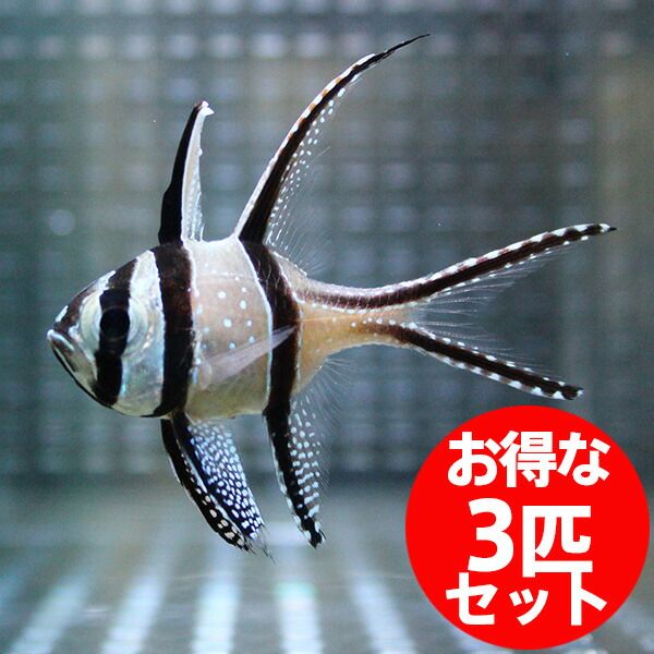 プテラポゴン カウデルニー 4-6cm【3匹】! 海水魚 テンジクダイ 15時ま...