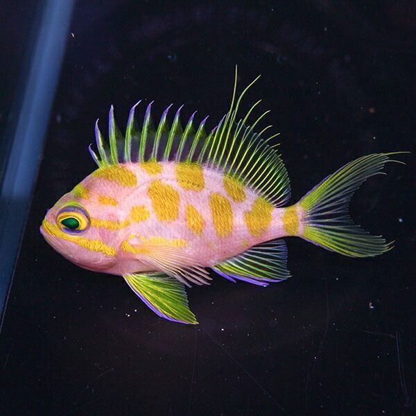 【サンプル】マダラハナダイ 5-7cm±! 海水魚 ハナダイ 餌付け 15時まで...