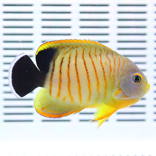 エイブリーエンゼル 6-8cm± ! 海水魚 ヤッコ15時までのご注文で当日発送...