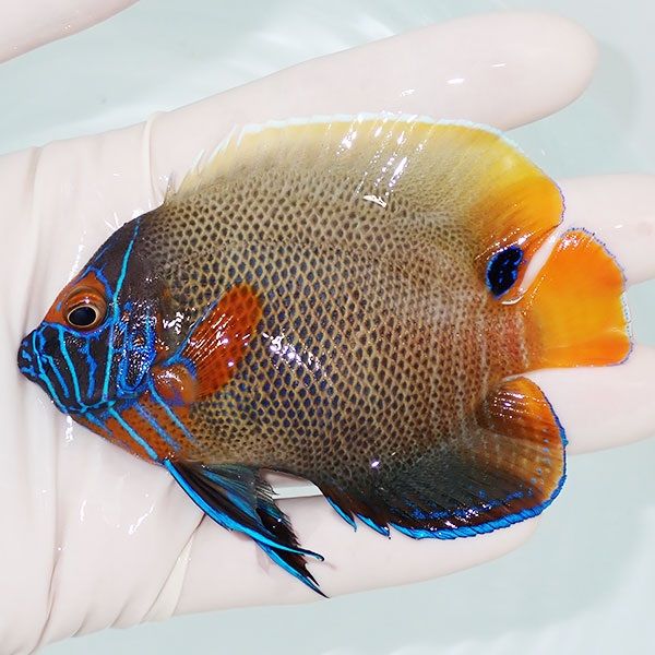 【現物1】 アデヤッコ 9.5cm±! 海水魚 ヤッコ(t111(t207