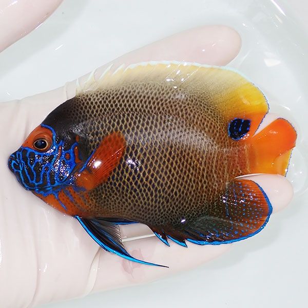 【現物2】 アデヤッコ 11cm±! 海水魚 ヤッコ(t111(t207