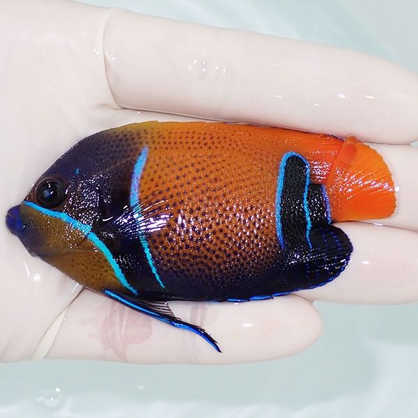 【現物1】イナズマヤッコ 8cm±!海水魚 ヤッコ 15時までのご注文で当日発...